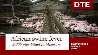 African swine fever killed over 9,000 pigs in Mizoram