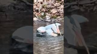 アオサギが大きな魚にふらつく Great blue heron catches a big fish #shorts