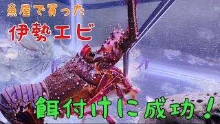 【伊勢エビ飼育】　魚屋で買った伊勢エビ　1ヶ月経過　餌付けに成功　#フィールドスタッフ  #マルキユー  #マルキュー　＃伊勢エビ飼育　＃伊勢エビ　#イシガニ　＃ワタリガニ