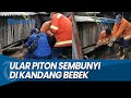 BIKIN GEGER, Ular Piton 4 Meter Sembunyi di Kandang Bebek Warga Gresik