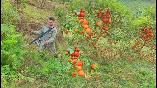 Using a plum garden grass generator, pruning branches, rooting, planting grass to raise fish - Ep 90