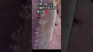 サバの身に有る黒い物。元アニサキスの可能性大‼️