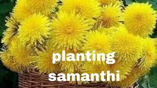 நாட்டு சாமந்தி செடி நடவு செய்யலாம்/ planting Samanthi