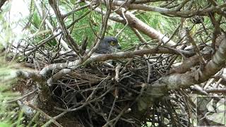 ツミ　抱卵/Japanese sparrowhawk