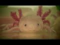 axolotl everything you need to know about this amphibian