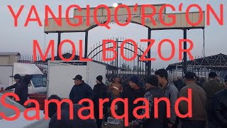 YANGIQOʻRGʻON MOL BOZOR SAMARQAND VILOYATI OQDARYO TUMANI 16/01/2025