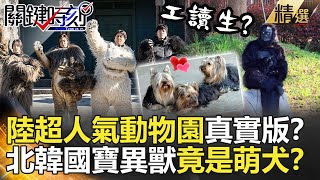 關鍵時刻精選│陸超人氣動物園真實版？北韓國寶異獸竟是萌犬？- 劉寶傑 馬西屏 朱學恒 劉燦榮  黃世聰