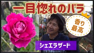 【一目惚れの薔薇】の巻き！