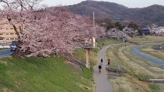 後楽園北口の桜　2022年3月29日(火)