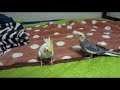 オカメインコ　チョコボのテーマ