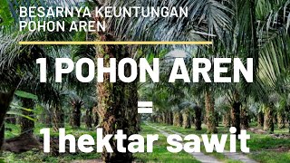 🔴 mencari tau perbandingan SAWIT \u0026 AREN.. apa bener pohon aren segitu dahsyatnya❓❓