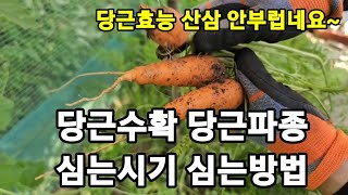 당근 실패없이 파종하는 방법부터 수확까지! #당근재배 #당근키구기 #당근수확시기 #당근심는시기 #당근크게만들기