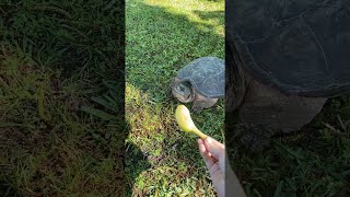 Snapping Turtle Gives Her a Scare || ViralHog