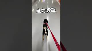 爆冲黑皮体育生和悠闲散步小公主#柴犬#dog #萌宠 #萌宠出道计划