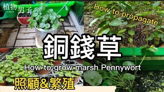 銅錢草土耕轉水耕|移植孔雀魚戶外生態缸|澆水，光照，繁殖與肥料介紹|如何照顧好植物|淨化空氣的植物|marsh Pennywort|How to grow marsh Pennywort|植物男子