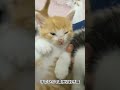 手のひらで電池切れする子猫 cat 猫 kitten 子猫 保護猫 shorts