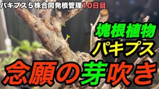 1-12【塊根植物】遂に！パキプス発根管理！念願の芽吹き！！【北諸コーデックス部】