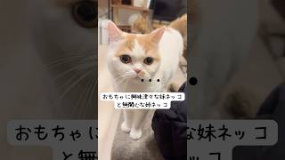 おもちゃに興味津々な妹ネッコと、無関心な姉ネッコ😂 #猫 #猫のいる暮らし #猫のいる生活 #cat #猫動画