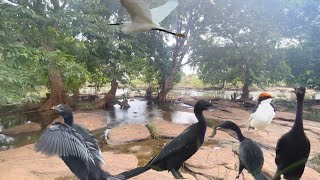 Birds Of Bardha Dam ! Bundi ! In 4K HDR DOLBY VISION ! Mini Goa of Rajasthan !