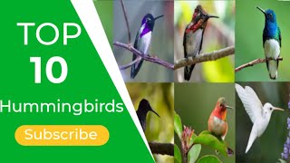 Top 10 Beautiful hummingbirds In the world