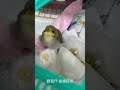 綠繡眼幼鳥索食聲