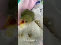 綠繡眼幼鳥索食聲