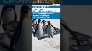 【動物クイズ！ペンギン編 from動物園建築のプラネットズー(第1問) #Shorts 】