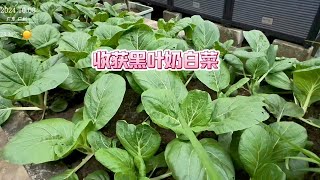 楼顶种菜，收获黑叶奶白菜，这种小白菜菜味浓，又甜又糯比肉好吃