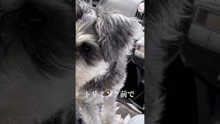 【トリミングに情緒不安定】　#ミニチュアシュナウザー #シュナウザー #トリミング #schnauzer #miniatureschnauzer #dog