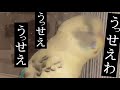 【ado】『うっせぇわ』 インコが歌ってみた♫「第3弾」セキセイインコ☆トリッppi shorts