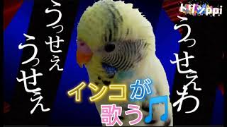 【Ado】『うっせぇわ』 インコが歌ってみた♫「第3弾」セキセイインコ☆トリッppi #shorts