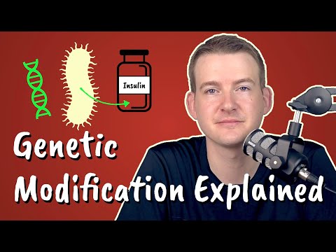 How can bacteria be genetically modified to produce insulin?
