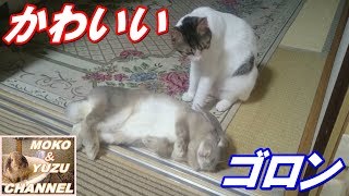 うさぎのゴロン動画パート2（うさぎのモコちゃん）Rabbit lying down