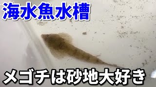 メゴチを水槽で飼育してみた結果！感動のシーン有り