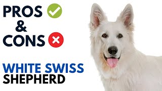 White Swiss Shepherd Dog Pros and Cons | White Swiss Shepherd Advantages and Disadvantages