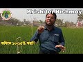 কৃষকের যেই ভুলে দমন হয়না ধানের মাজরা পোকা rice stem borer life cycle symptom u0026 control technique