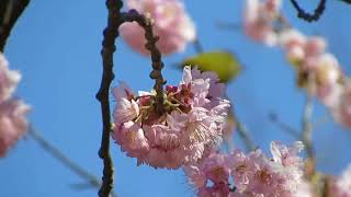 城山の寒桜満開となりヒヨドリ、メジロ集まる