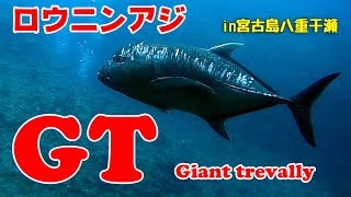 出た！ロウニンアジ、GT、Giant trevally、宮古島八重干瀬ハナダイアーチでダイビング