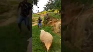 Funny  Sheep. #shorts #goats #funnyvideo #viral  #trending #sheep #bakre #goats