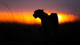 Stunning photographs capture Africa's magnificent wildlife silhouetted at dusk and dawn