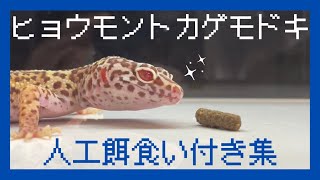 レオパ人工フード食い付き集