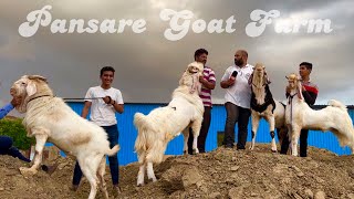 JP, Gujri, Hansa \u0026 Boer Bakre at Pansare Goat Farm Pune