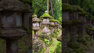 【ふうふ旅】奈良　春日大社〜東大寺　#春日大社 #東大寺 #奈良観光