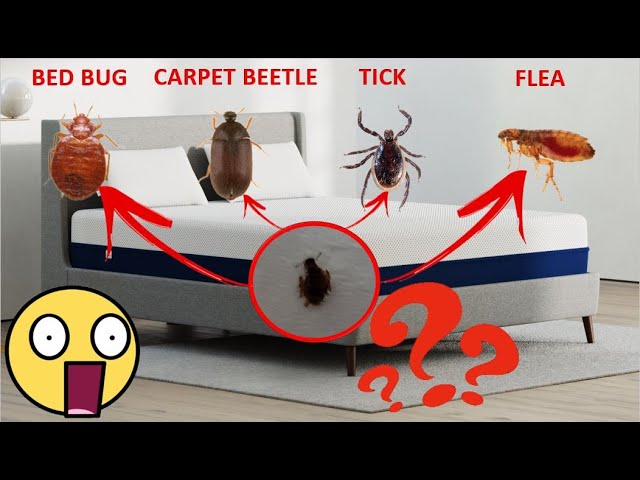 Carpet Beetle Vs Bed Bug Images Infoupdate Org