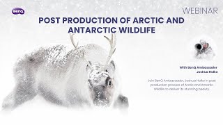 Joshua Holko Webinar - Post Production of Arctic and Antarctic Wildlife