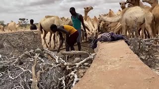 Climate and conflict threaten Somalia's herders