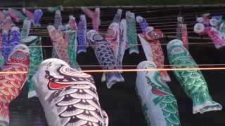 【Japan】 世界一こいのぼりの里まつり　－　Carp streamer of Guinness World Records