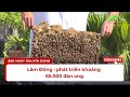 Lâm Đồng : phát triển khoảng 65 000 đàn ong |  Lâm Đồng TV