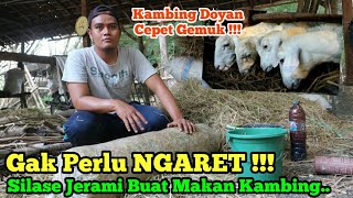 TERNAK KAMBING GAK PERLU NGARET - KAMBING DOYAN JERAMI