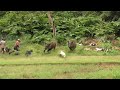 PENGHUNI SAWAH INI KELUAR ||AMAZING WILD BOAR HUNTING||